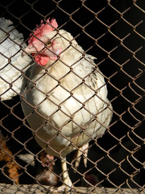 哈登爆砍55分刷新队史纪录 快船客场擒黄蜂终结三连败