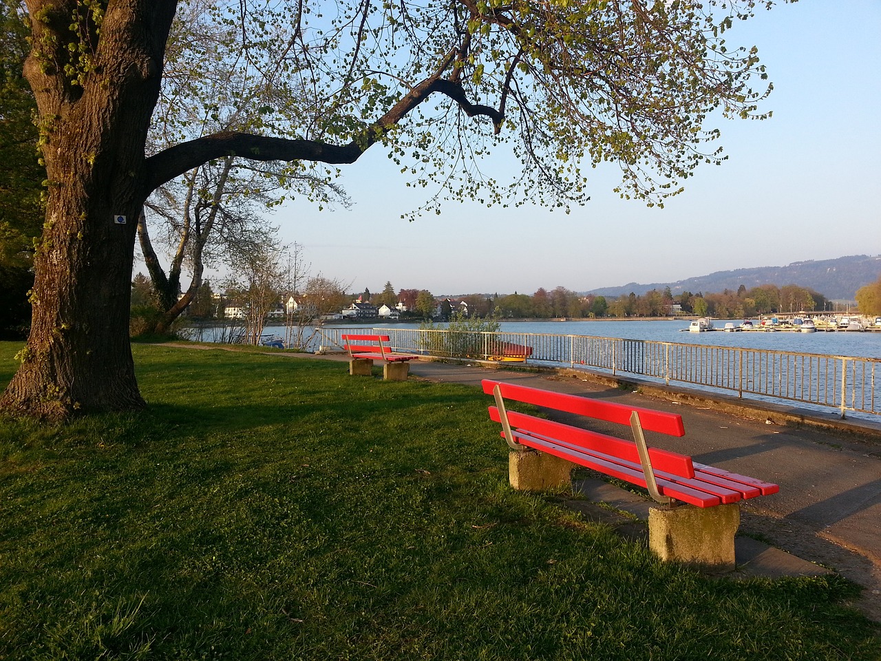 花椰菜因富 花椰菜因富