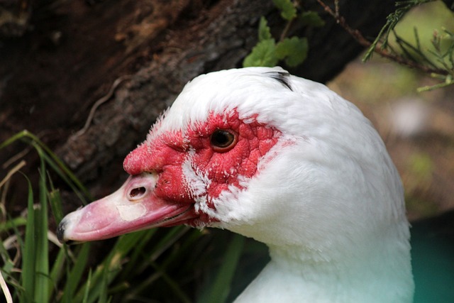 尽管阿尔克 尽管阿尔克